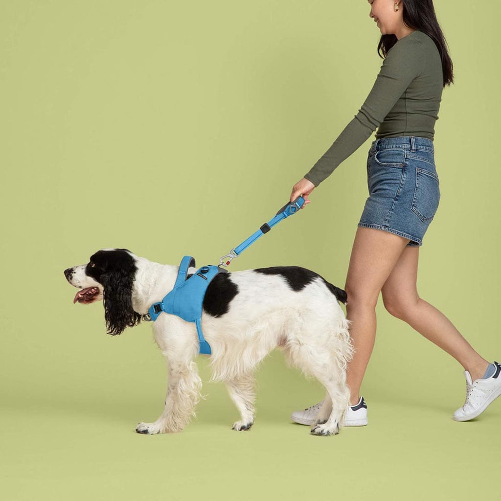Woman walking a dog on a leash against a green background