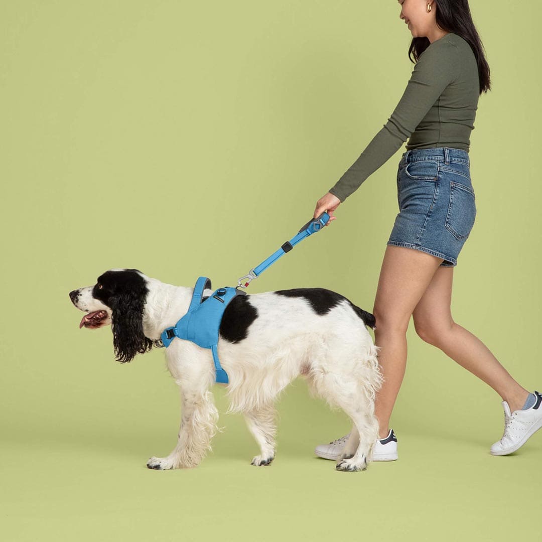 Woman walking a dog on a leash against a green background