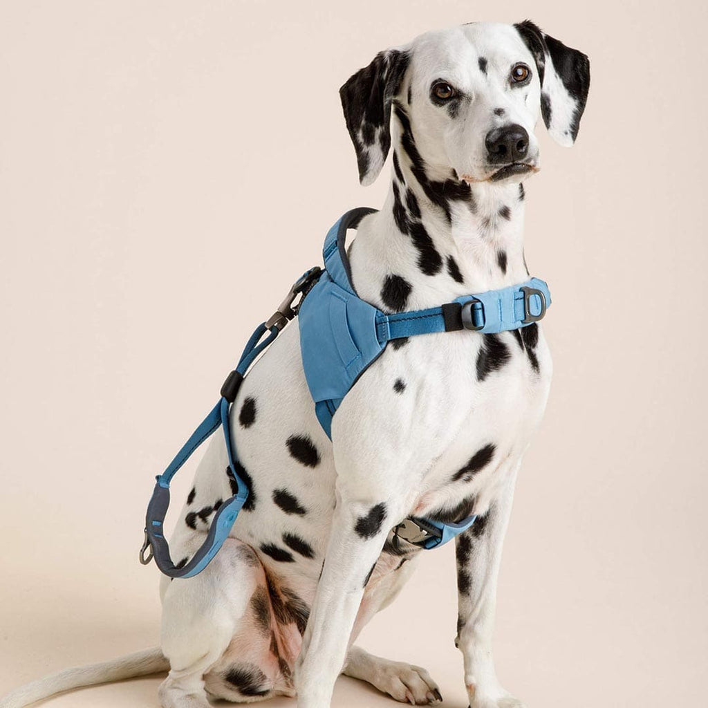 Dalmatian dog wearing a blue harness on a beige background