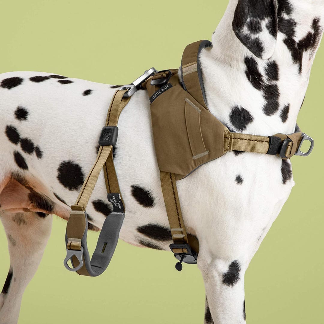 Dalmatian wearing a tactical harness on a green background