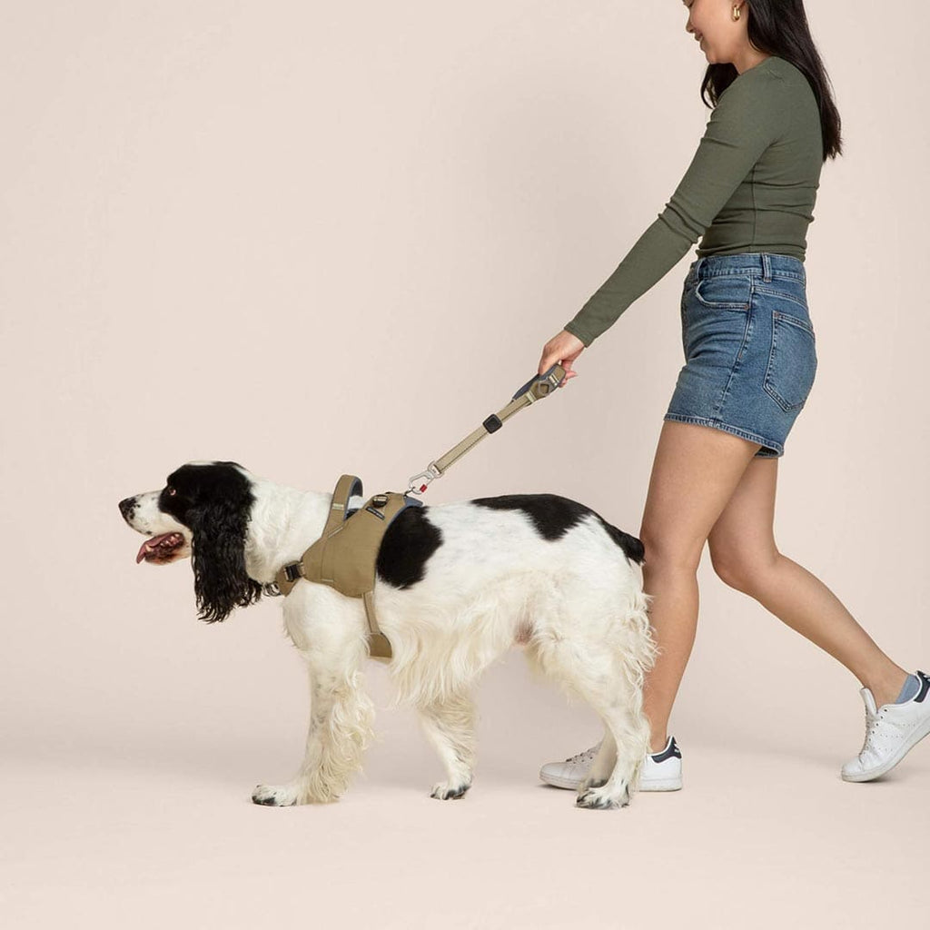 Woman walking a dog on a leash against a plain background