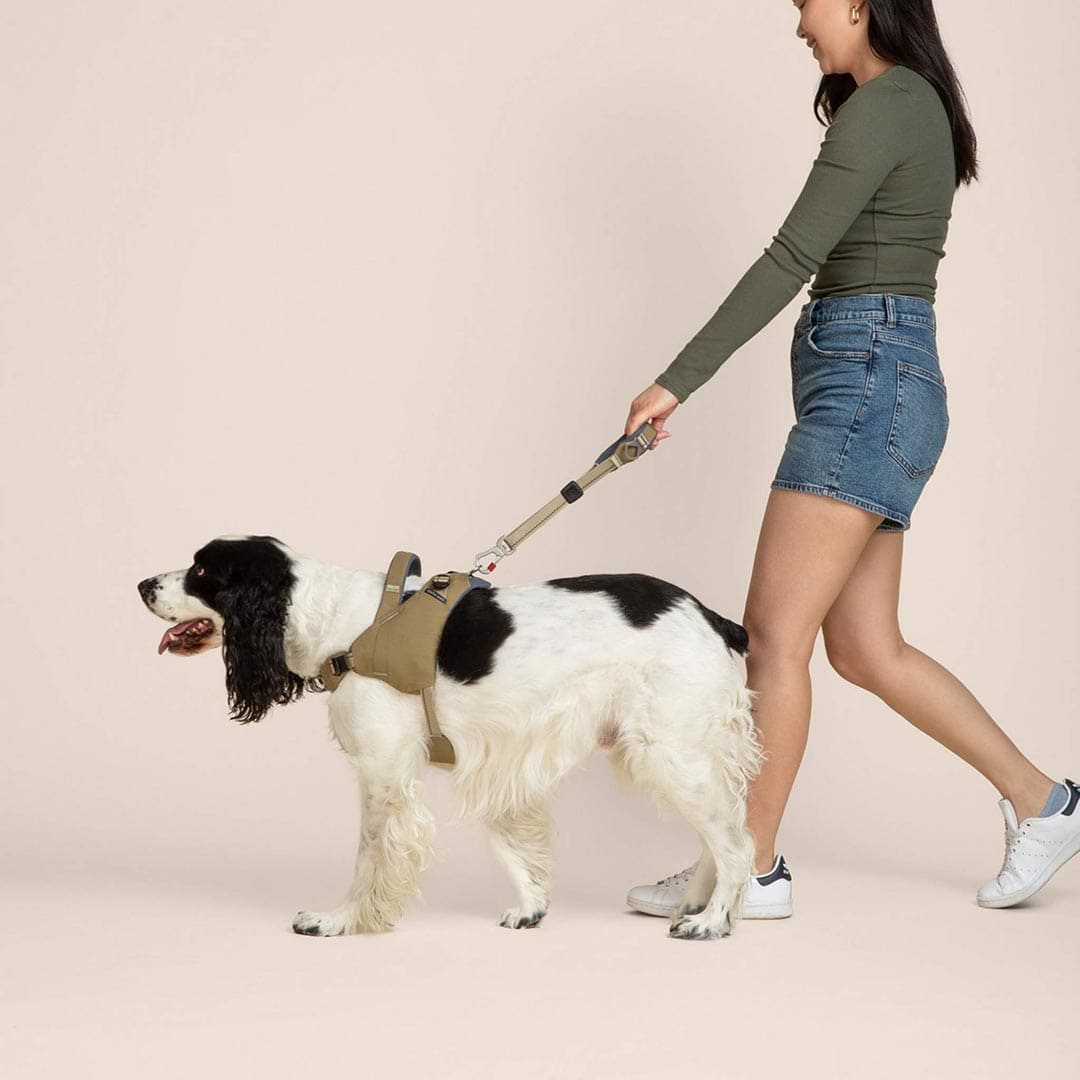 Woman walking a dog on a leash against a plain background