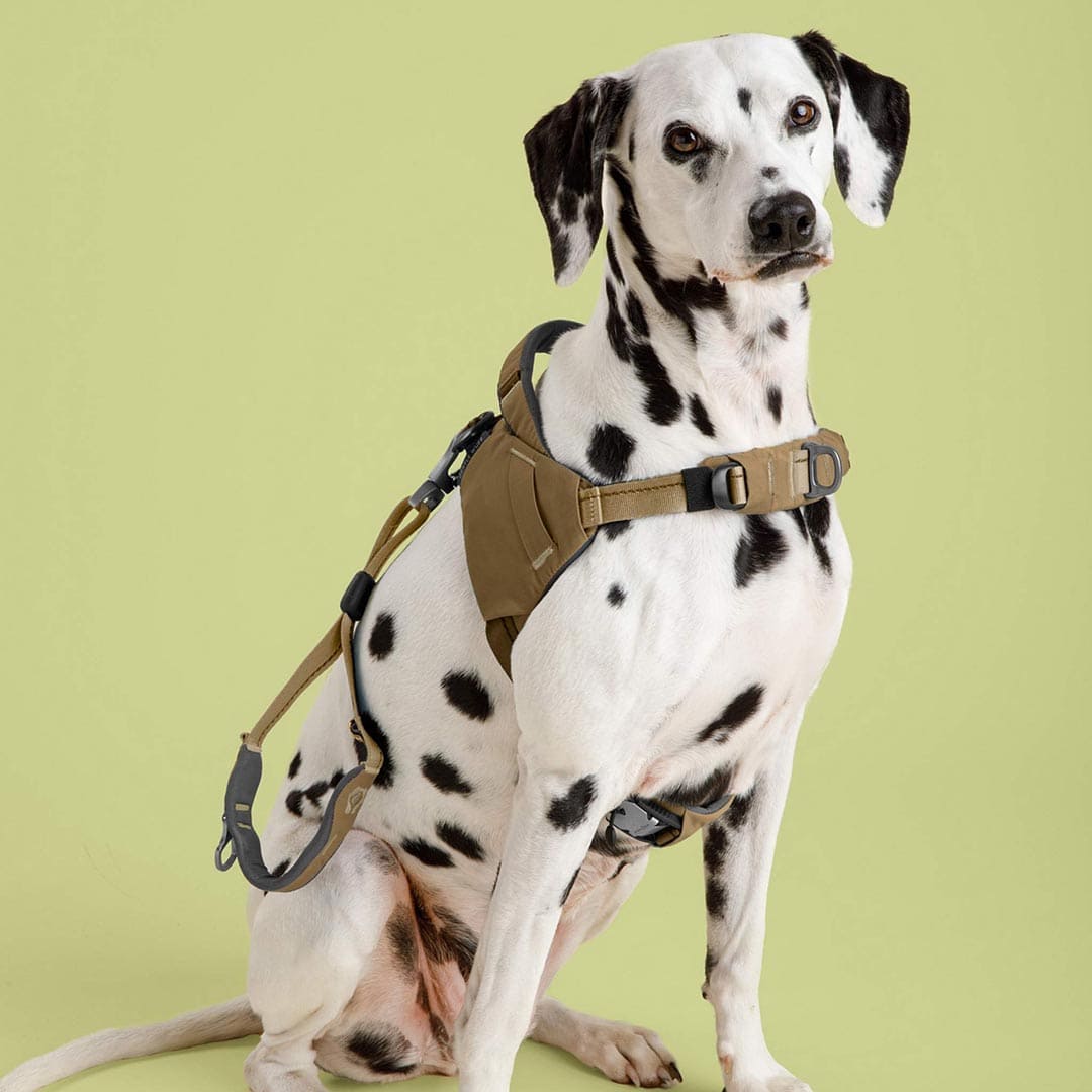 Dalmatian dog wearing a khaki harness on a light green background