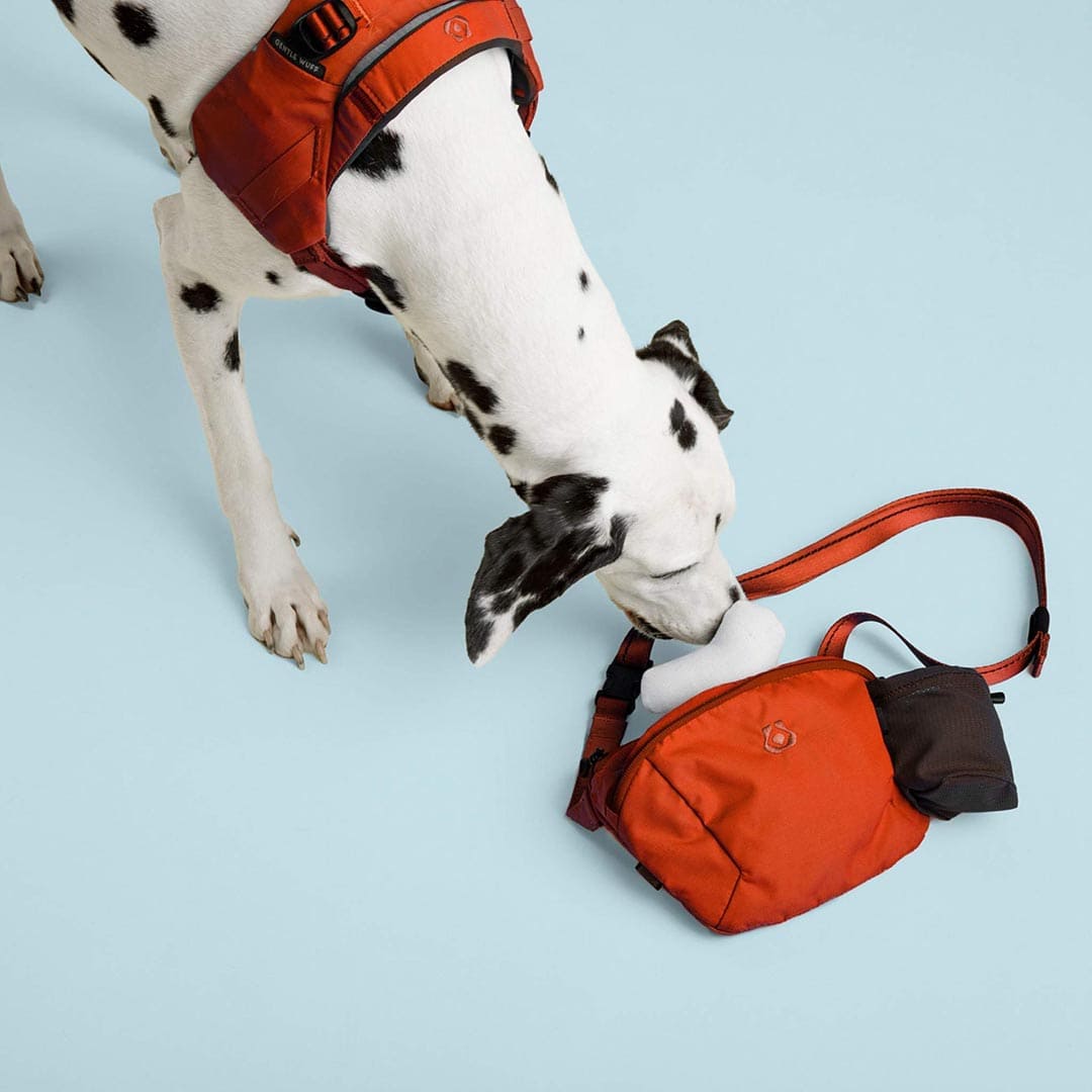 Dog playing with an orange bag on a light blue background