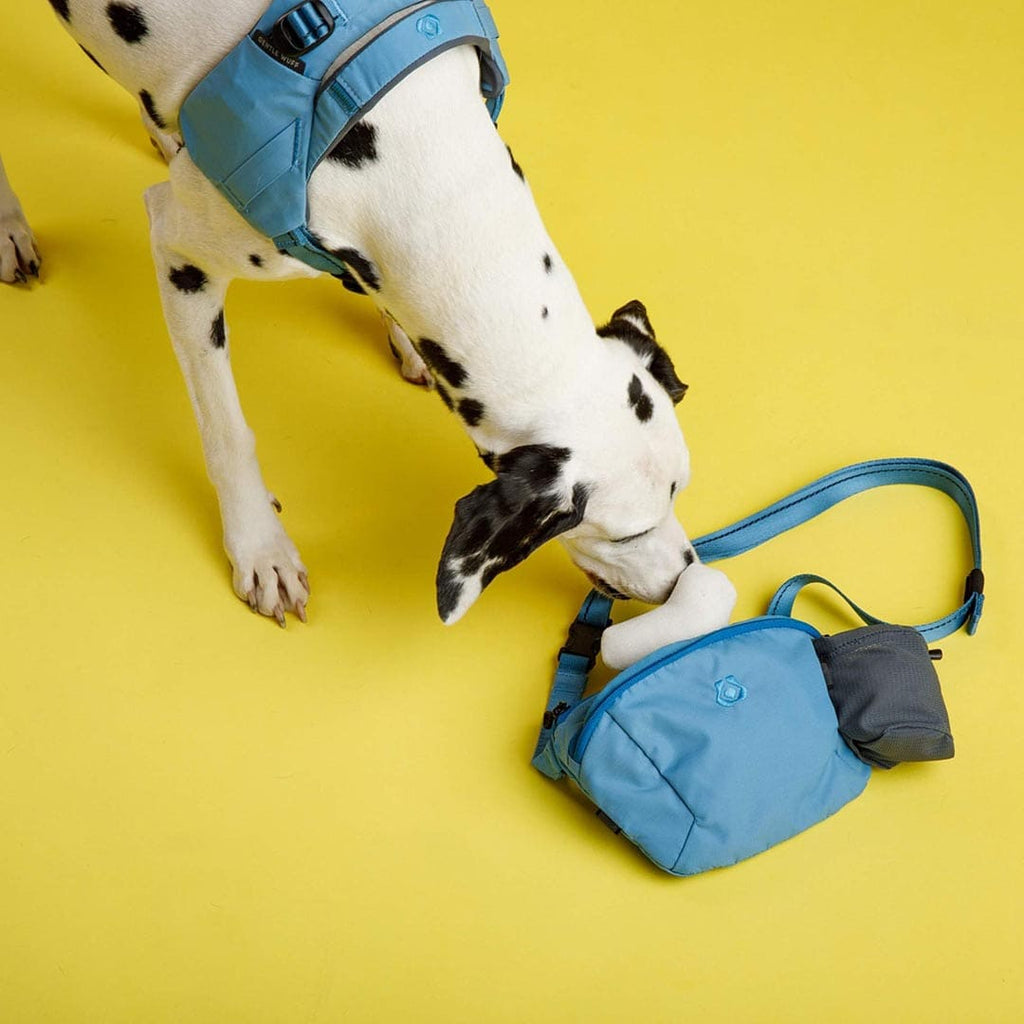 Dog interacting with a blue bag on a yellow background