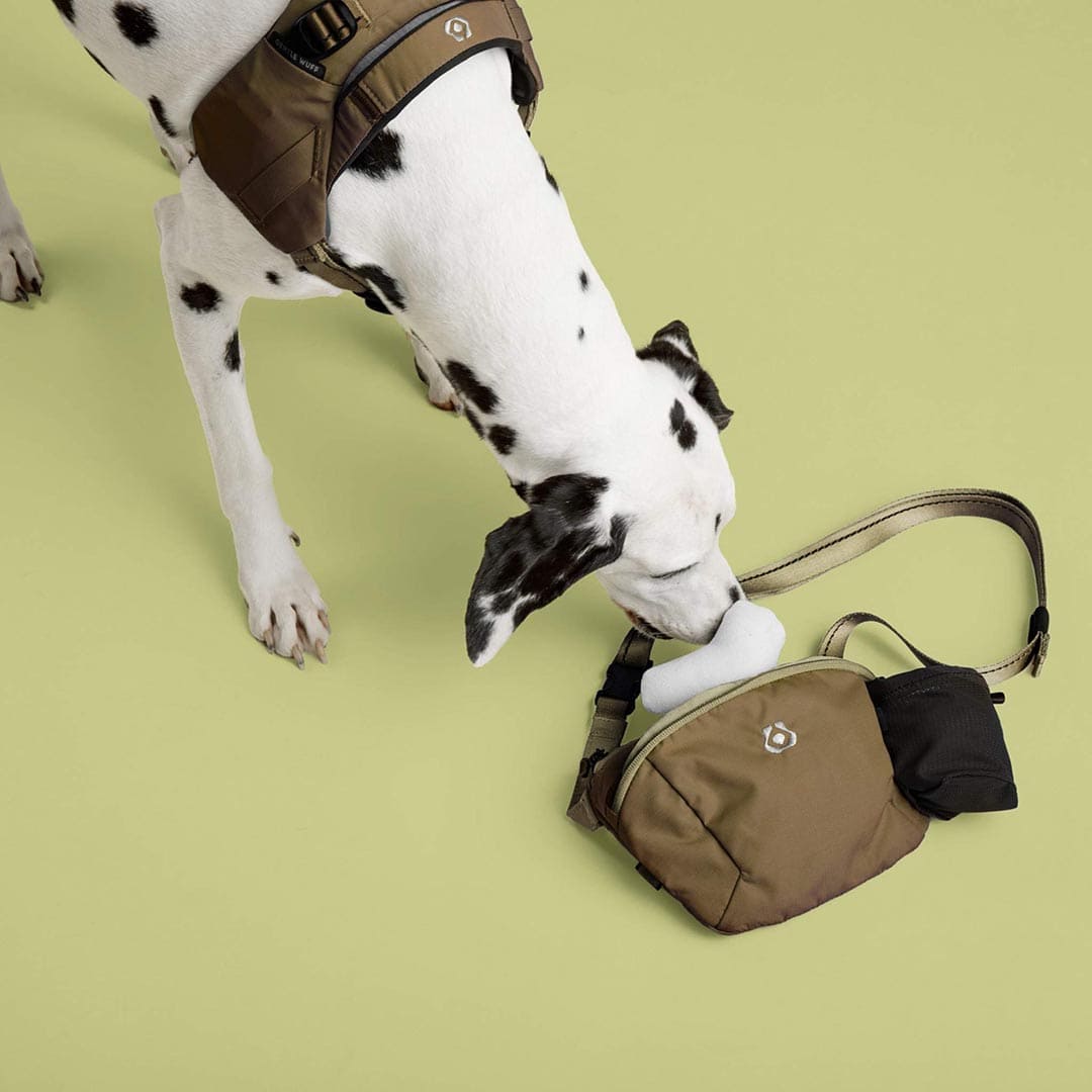 Dog interacting with a brown bag on a green background
