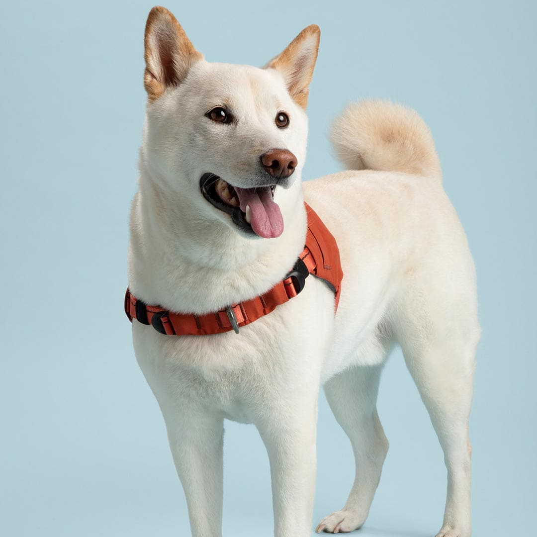 Ready-Go Harness