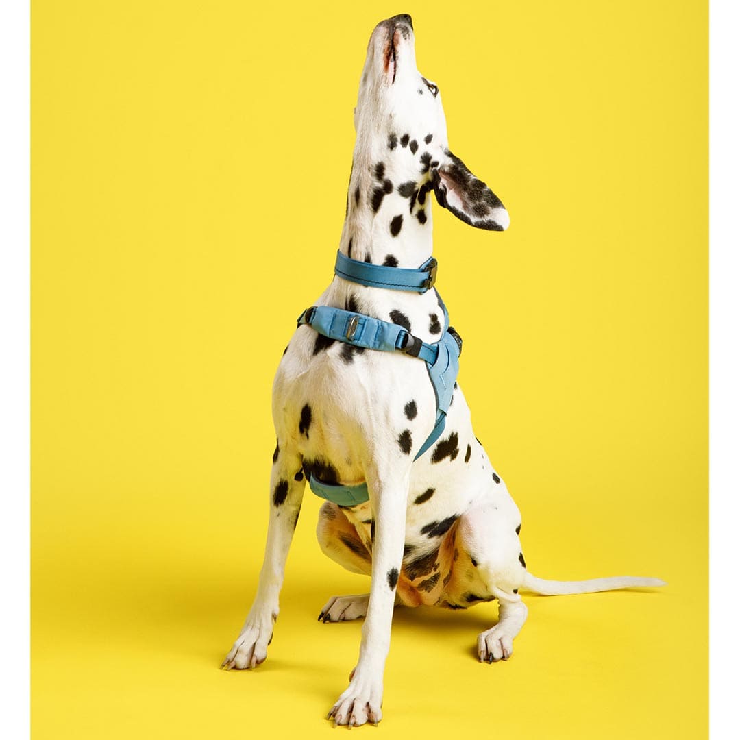 Ready-Go Harness