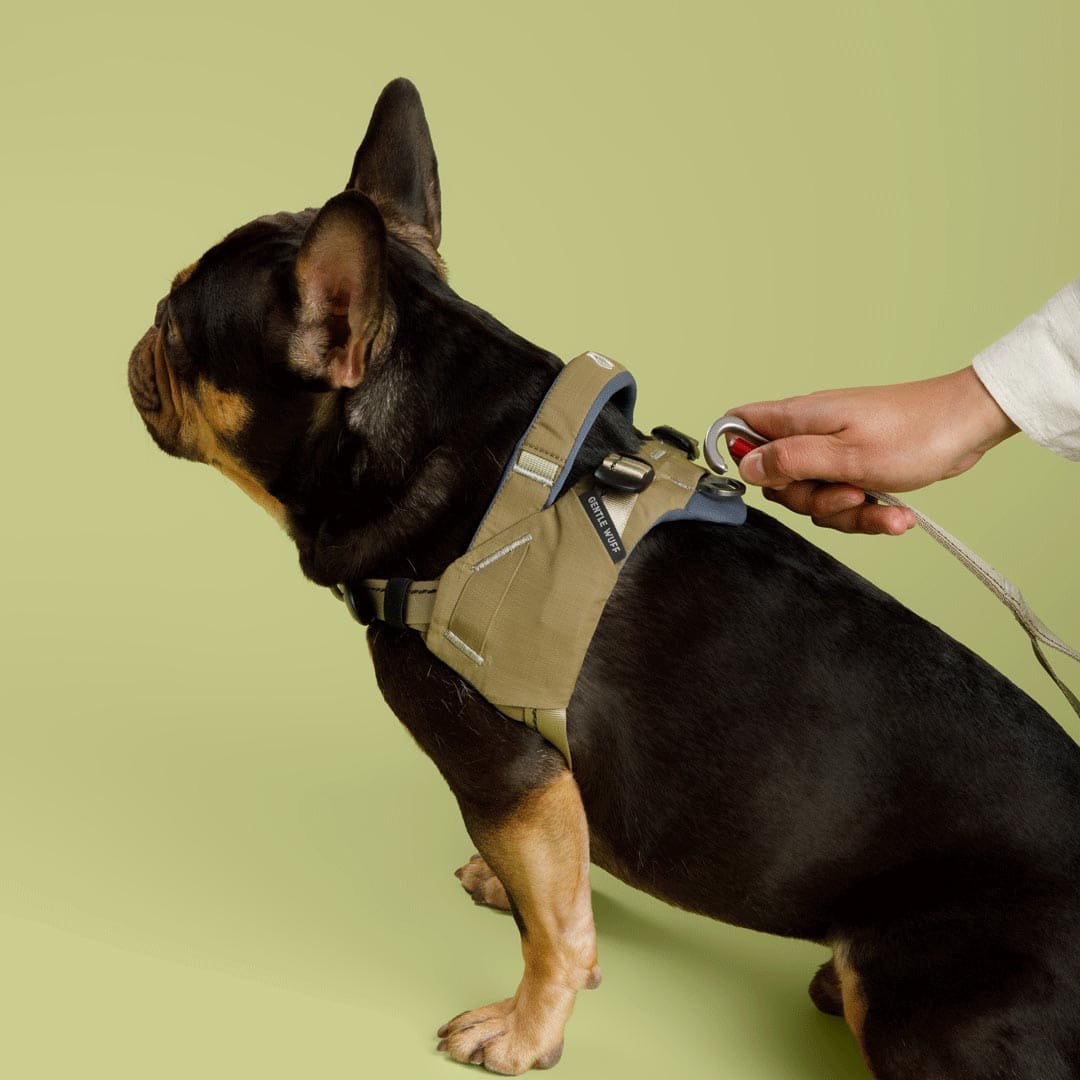 Ready-Go Harness