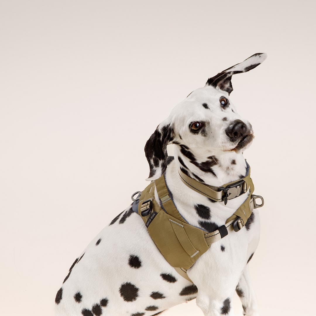 Ready-Go Harness
