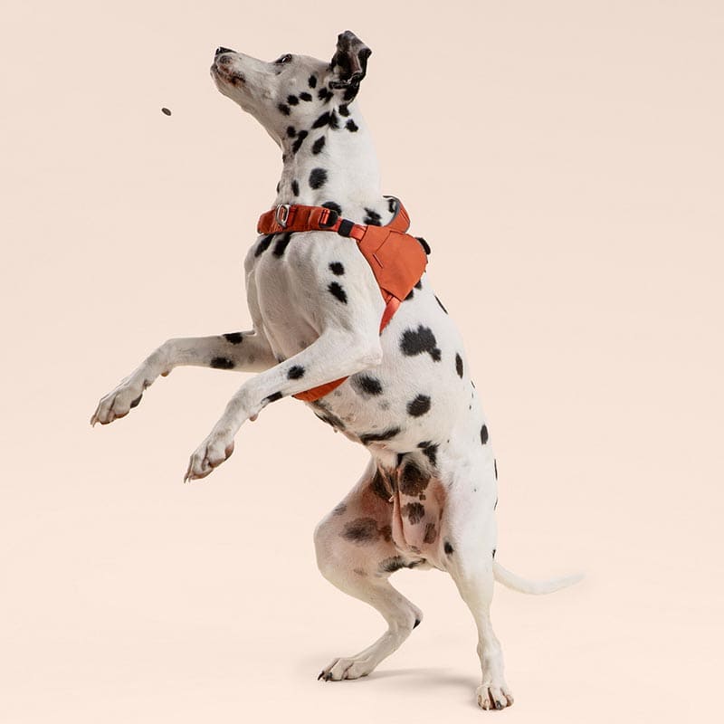 Dalmatian dog wearing an orange harness on a beige background