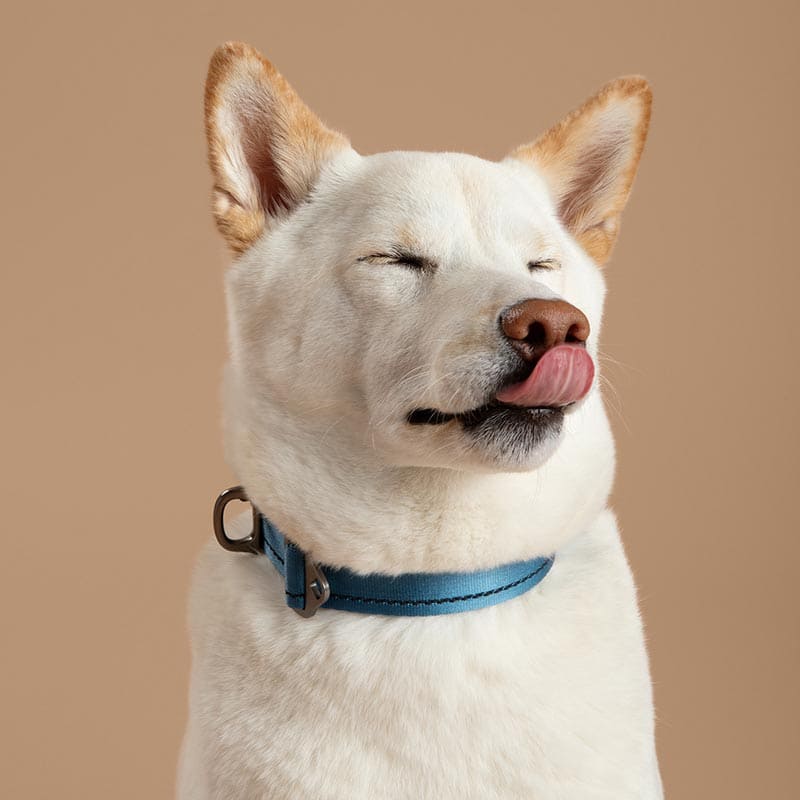 White dog with a blue collar on a beige background