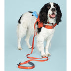 Ready-Go Leash