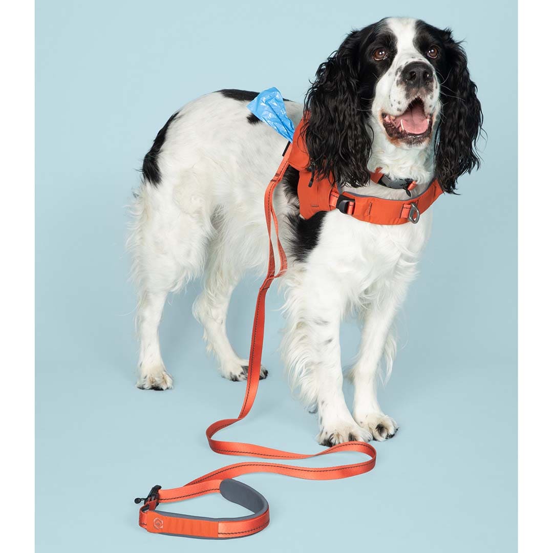 Ready-Go Leash