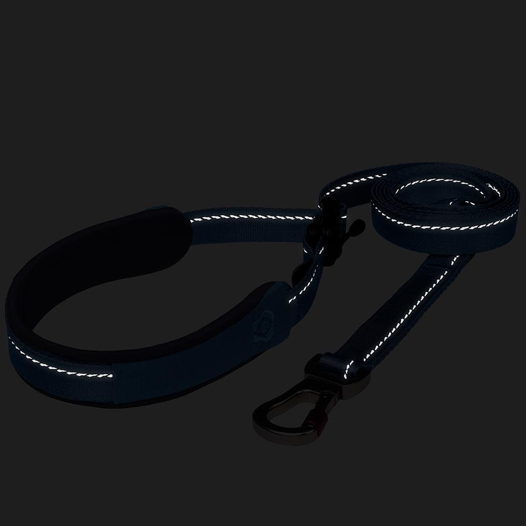 Reflective dog leash on a black background