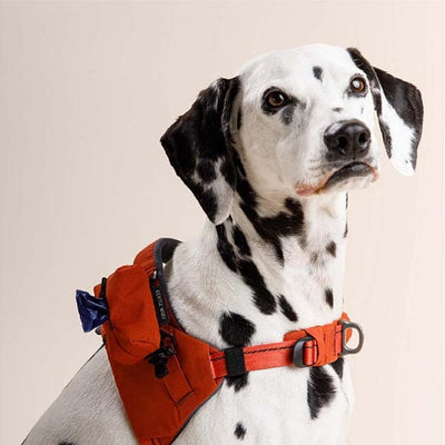 Dalmatian dog wearing an orange harness on a beige background