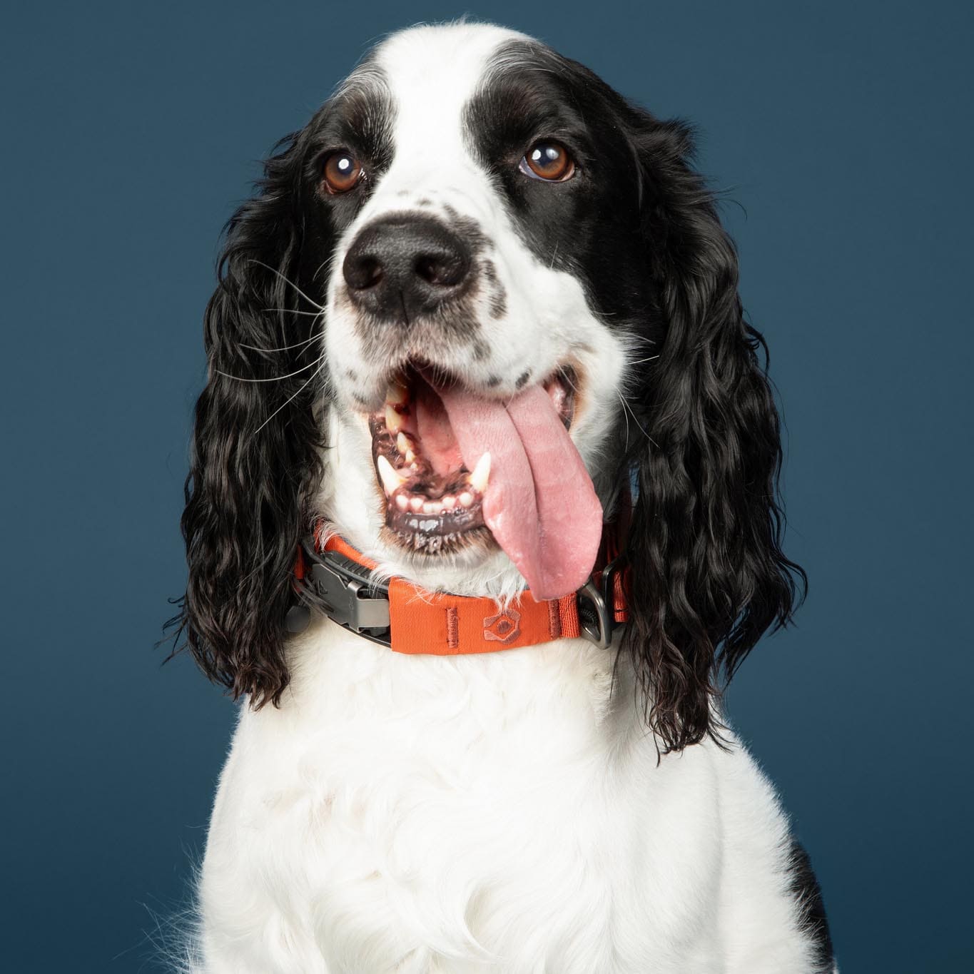 Dog with a red collar on a blue background