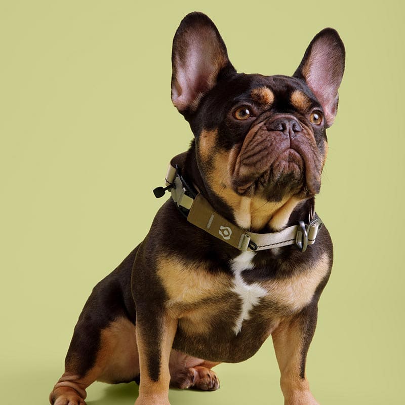 Brown and black dog with a collar on a green background
