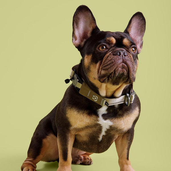 Brown and black dog with a collar on a green background